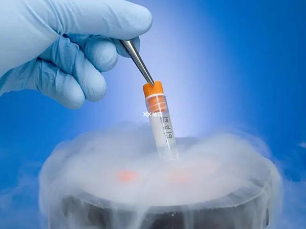 冻卵和冻胚胎哪个助孕率高