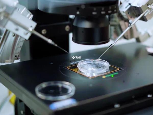 试管只取卵6个养囊成功率高不高