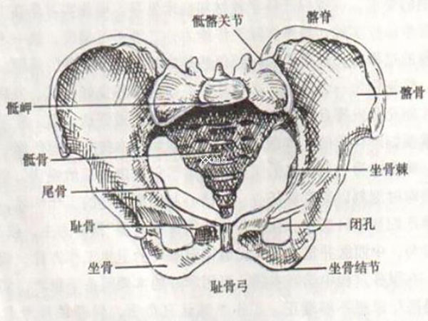 孕妈耻骨疼一般是哪里疼