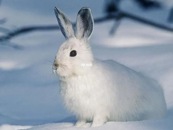 女人梦见白兔子是什么预兆