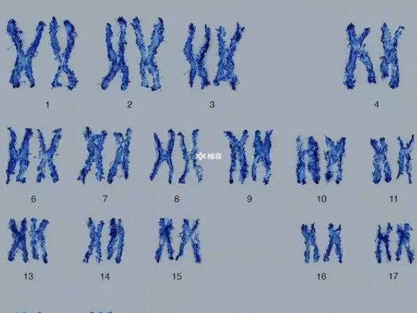 试管做染色体检查的作用