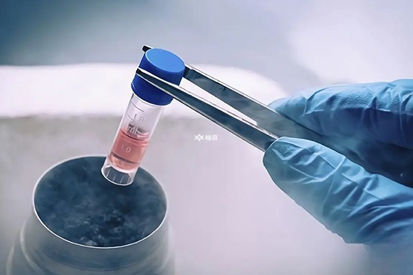 移植鲜胚治疗周期是不是更短