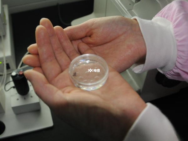 试管移植鲜胚有哪些优势