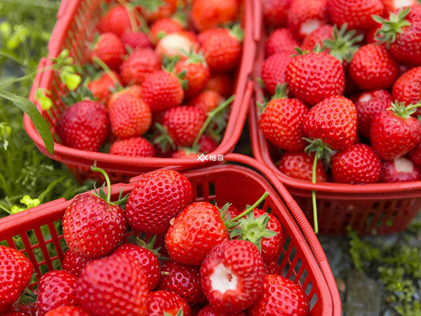 冻胚移植后能不能吃草莓