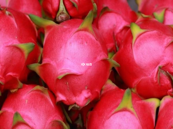 囊胚移植后吃火龙果能不能清便