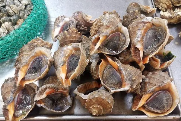 孕5个月吃海螺肉会不会流产